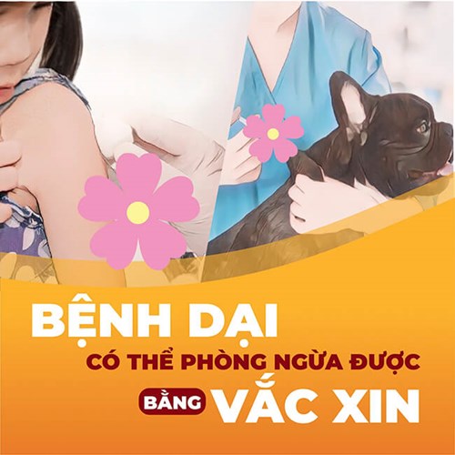 Truyền thông  Phòng, chống bệnh dại 