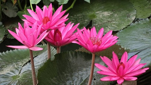 Thực đơn bán trú từ ngày 08 tháng 09 đến ngày 03 tháng 10 năm 2025