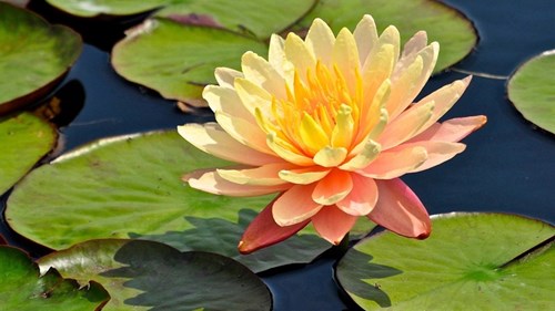 Kế hoạch tổ chức khảo sát năng lực ngoại ngữ học sinh lớp 9
Năm học 2023 - 2024