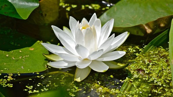 Thực đơn bán trú từ ngày 23/02 - 27/02/2026