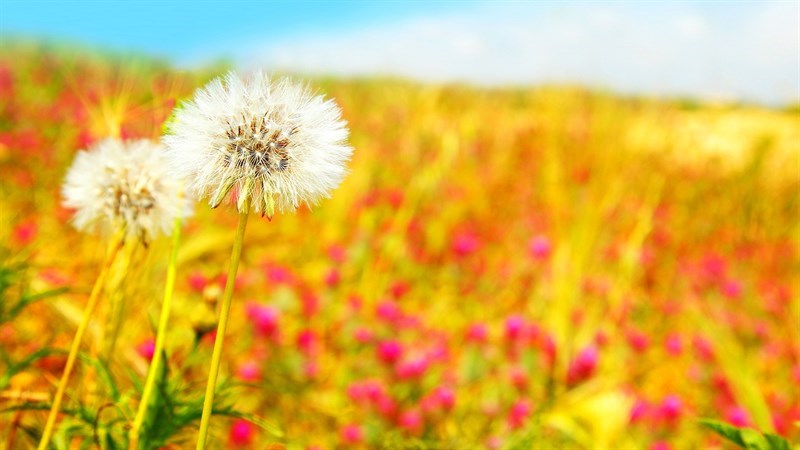 Thực đơn bán trú từ ngày 30/3 đến 24/4/2026