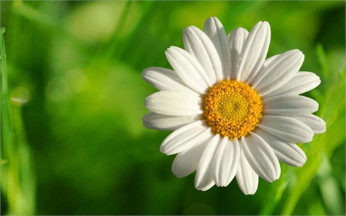 Thực đơn bán trú từ ngày 05/01 - 30/01/2026