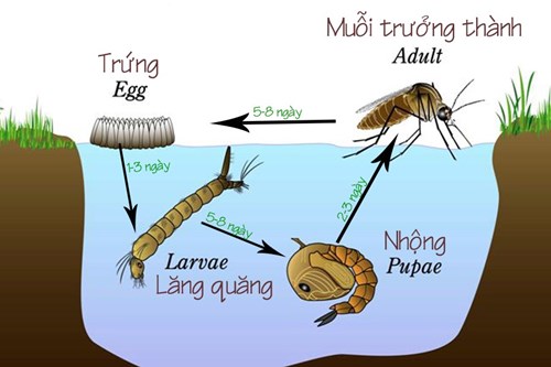 Cách diệt ấu trùng muỗi và lăng quăng hiệu quả nhất
