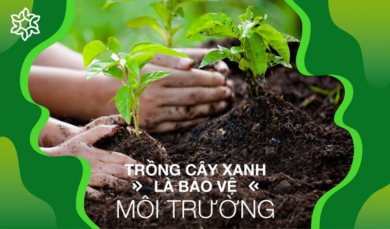 Tầm quan trọng, ý nghĩa của việc trồng cây xanh