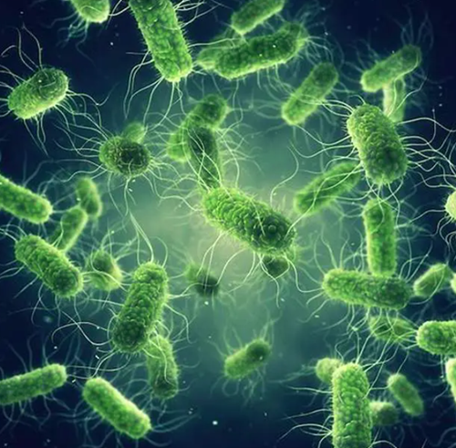 Bệnh tả: Nguyên nhân, triệu chứng, lây truyền, cách điều trị và phòng bệnh