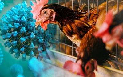 6 cách phòng chống cúm a(h5n1)