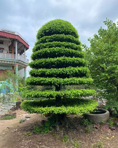 Công trình Thanh Niên năm 2024: Thông tin  Cây Sanh 