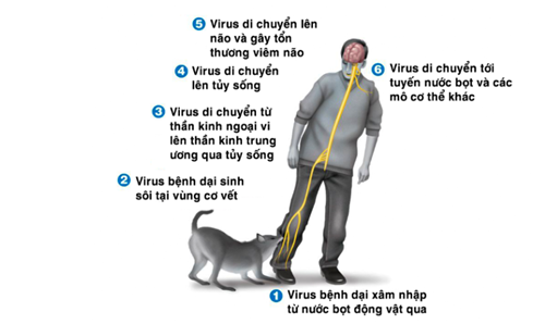 Truyền thông về bệnh dại, cúm A/H5N1 và tác hại của rượu bia