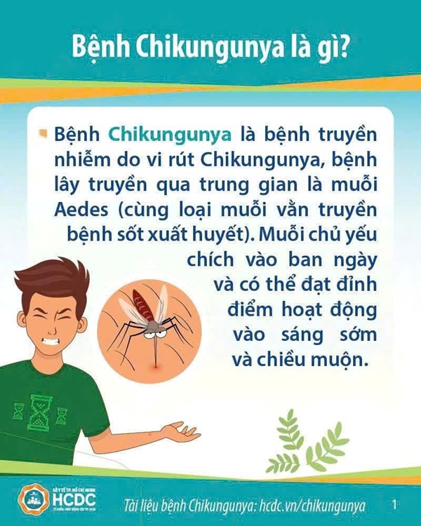 CHIKUNGUNYA: Hiện chưa phát hiện ca bệnh tại TP. Hồ Chí Minh nhưng đây là bệnh đã lưu hành tại Việt Nam cần được giám sát và dự phòng tích cực.
☘️Chikungunya là bệnh truyền nhiễm lây truyền qua cùng loại muỗi vẵn truyền bệnh sốt xuất huyết Dengue. 
☘️Tuy hệ thống giám sát tại thành phố hiện chưa phát hiện ca mắc bệnh nhưng nhiều dữ liệu khoa học cho thấy đây là một bệnh từng lưu hành tại Việt Nam.
☘️Các hoạt động chủ động giám sát bệnh luôn được ngành y tế quan tâm thực hiện và các biện pháp phòng bệnh sốt xuất huyết cũng chính là biện pháp phòng bệnh Chikungunya.