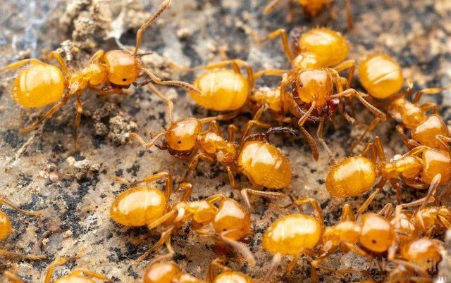 Những loài động vật đặc biệt có khả năng tỏa mùi thơm quyến rũ