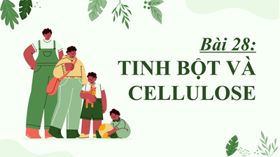 Bài 28: tinh bột và cellulose