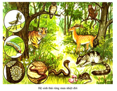 Bài 44. Hệ sinh thái