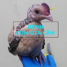 6 biện pháp phòng bệnh Cúm gia cầm(H5N1) dành cho người chăn nuôi