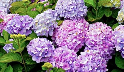 Sự kỳ diệu về màu sắc của hoa cẩm tú cầu