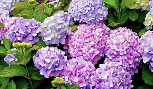 Sự kỳ diệu về màu sắc của hoa cẩm tú cầu