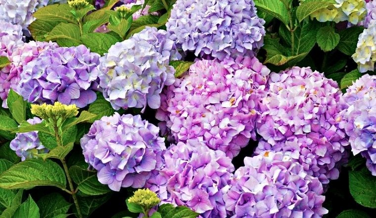 Sự kỳ diệu về màu sắc của hoa cẩm tú cầu