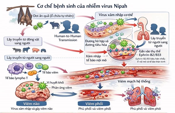 Một số thông tin và những điều cần lưu ý để phòng bệnh do virus Nipah