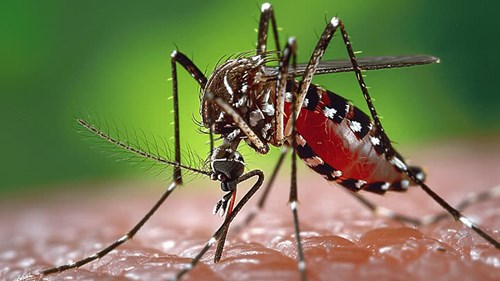 Phát hiện sớm sốt xuất huyết